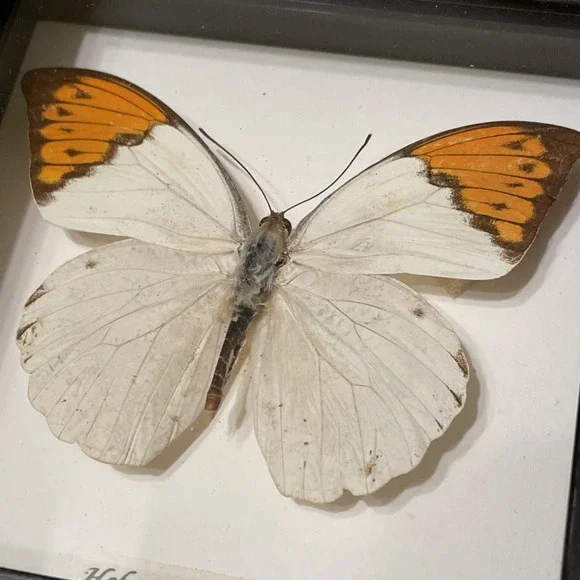 Real Taxidermy Butterfly Specimen Desk Wall Decoration Nature Great Orange Tip - Picture 3 of 7